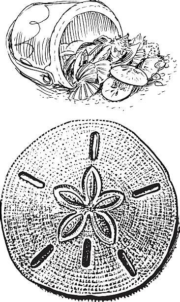sandok clipart|200+ Sand Dollar Stock Illustrations, Royalty.